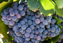 Cidade do Vinho 2025, descubra o que ainda falta Cidade do vinho 2025