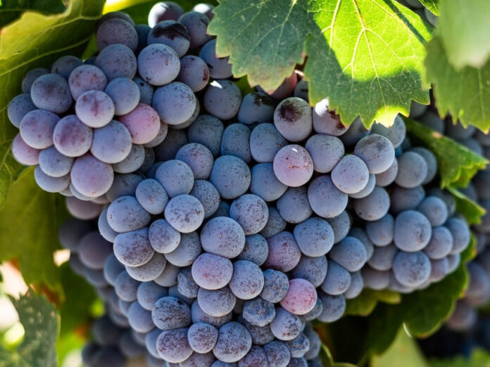 Cidade do vinho 2025_2-fotor-20250912144054 (1) Cidade do vinho 2025